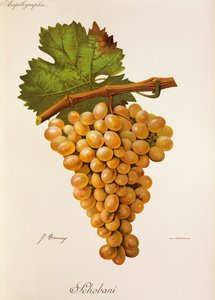 Schobani-druif