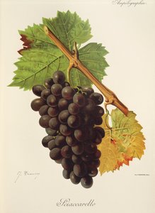 Sciaccarello druif