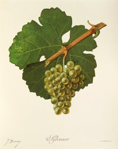 Sylvaner