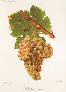 Valteliner Rouge-druif