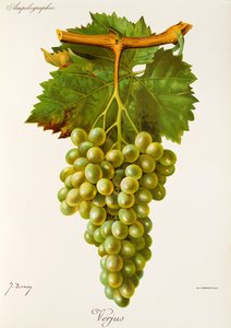Verjus druif
