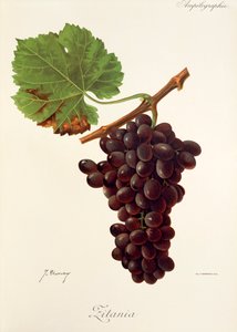 Zitania druif door J. Troncy door Jules Troncy
