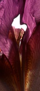 Iris Heiligdom Paars, 2011