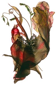 Morning Glory Canna Hart, 2012