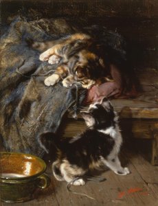 Kittens aan het spelen