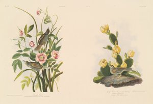 Strandvink; en Grafs vink of Bay-Winged Bunting
