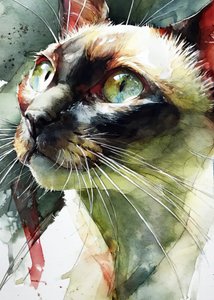 De levendige blik van een Siamese kat
