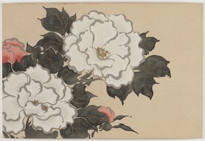 Bloemen van honderd werelden (Momoyogusa): Pioenen (Fukamigusa)
