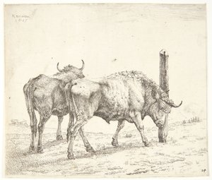 De twee ossen