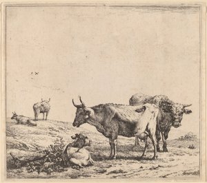 Koe, stier en kalf