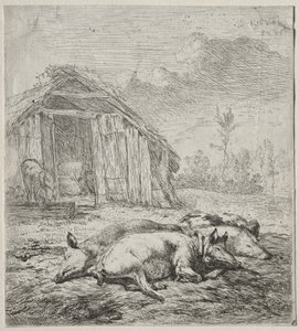 Drie Varkens Liggend voor een Hok