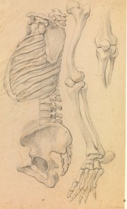 Ruggengraat met ribbenkast en bekken, profiel naar links; ook botten van een linkerbeen van heup tot teen en detail van een knie (1662?) door Karel van III Mander