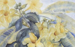 Alamanda of gele bellen