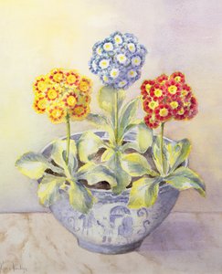Auricula in een Chinese pot