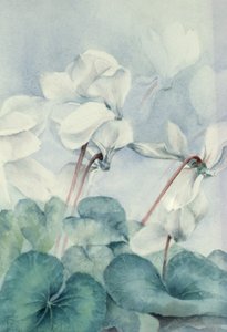 Cyclamen, Triumph Wit door Karen Armitage