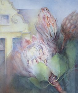 Protea in Stellenbosch