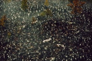 Rendieren besmet door Tsjernobyl-straling door Karen Kasmauski
