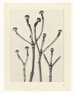 Plantstudies (Urformen der Kunst: photographische Pflanzenbilder) door Karl Blossfeldt