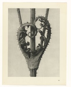 Plantstudies Urformen der Kunst: fotografische plantenbeelden (serietitel) door Karl Blossfeldt