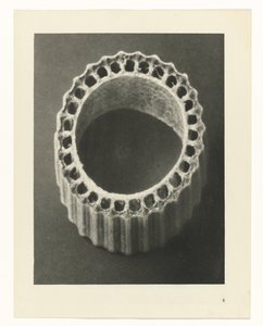 Plantstudies Urformen der Kunst: photographische Pflanzenbilder (serietitel)