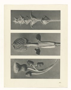 Plantstudie (Urformen der Kunst)