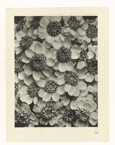 Plantstudie (Urformen der Kunst) door Karl Blossfeldt