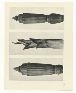 Plantstudie (Urformen der Kunst)