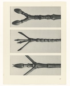 Plantstudie (Urformen der Kunst) door Karl Blossfeldt