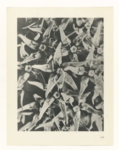 Plantstudie (Urformen der Kunst) door Karl Blossfeldt
