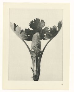 Plantstudie (Urformen der Kunst) door Karl Blossfeldt