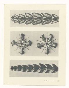 Plantstudie (Urformen der Kunst)
