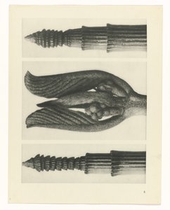 Plantstudie (Urformen der Kunst)