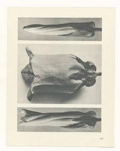 Plantstudie (Urformen der Kunst) door Karl Blossfeldt