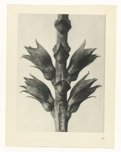 Plantstudie (Urformen der Kunst) door Karl Blossfeldt