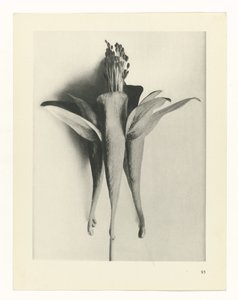 Plantstudie (Urformen der Kunst) door Karl Blossfeldt