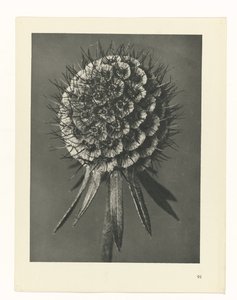 Plantstudie Urformen der Kunst (serietitel)