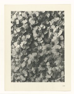 Plantstudie Urformen der Kunst (serietitel) door Karl Blossfeldt