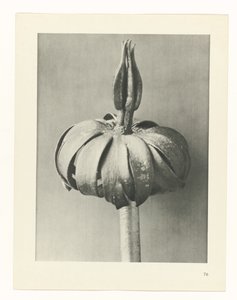 Plantstudie Urformen der Kunst (serietitel) door Karl Blossfeldt