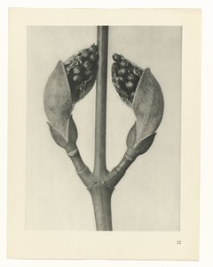 Plantstudie Urformen der Kunst (serietitel) door Karl Blossfeldt