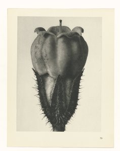Plantstudie Urformen der Kunst (serietitel)