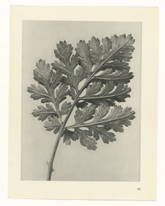 Plantstudie Urformen der Kunst (serietitel) door Karl Blossfeldt