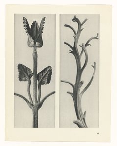 Plantstudie Urformen der Kunst (serietitel) door Karl Blossfeldt