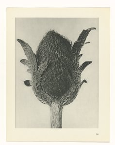 Plantstudie Urformen der Kunst (serietitel) door Karl Blossfeldt