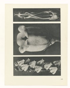 Plantstudie Urformen der Kunst (serietitel) door Karl Blossfeldt