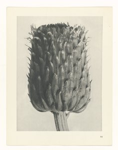 Plantstudie Urformen der Kunst (serietitel)
