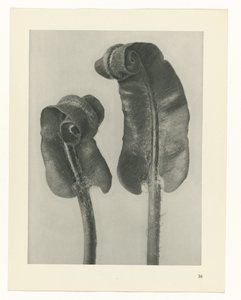 Plantstudie Urformen der Kunst (serietitel)