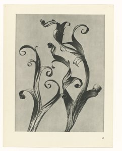 Plantstudie Urformen der Kunst (serietitel)