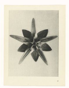 Plantstudie Urformen der Kunst (serietitel) door Karl Blossfeldt