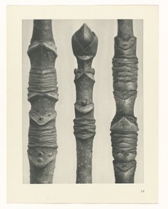 Plantstudie Urformen der Kunst (serietitel)
