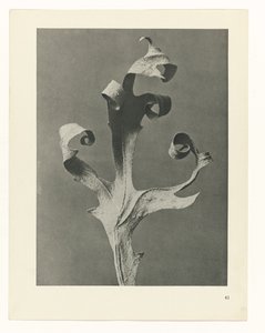 Plantstudie Urformen der Kunst (serietitel)